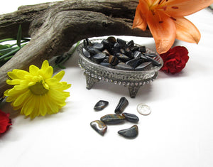 Tiger Eye - Exotic-Expressions.net